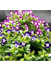 Hạt giống Hoa Tô Liên - hoa mắt nai nhiều màu VTS175