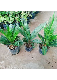 Cây Thiên Tuế - cây cảnh để bàn + tặng phân bón cho cây mau lớn