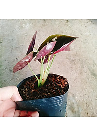 product-img-2