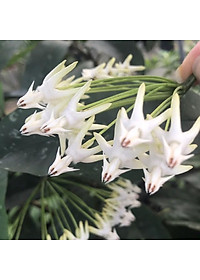 Cây Tên Lửa - Cây cảnh vườn + Tặng phân bón cho cây mau lớn