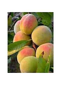 product-img-7