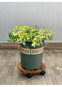 HẠT GIỐNG BẠC HÀ ÂU PHÚ NÔNG