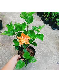 Cây Hoa Dâm Bụt cánh kép (Màu Cam) - cây cảnh để trong nhà + tặng phân bón cho cây