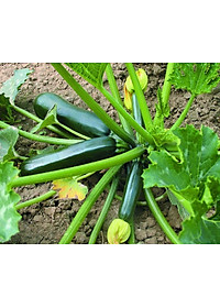 Hạt giống bí ngòi xanh quả dài giống ngắn ngày năng suất cao VTS61