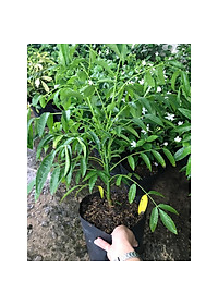 Cây cóc thái + Tặng phân bón cho cây mau lớn