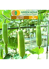 Hạt Giống Bầu Lai Greenhome, Gói 1gr~10 hạt, Dễ Trồng Quanh Năm, Nảy Mầm Cao, Thu Hoạch Nhanh, Năng Suất Cao T09