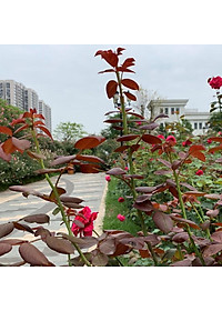 Combo 2sp đạm cá, đậu tương {  +  } Phân bón cung cấp dinh dưỡng tự nhiên cho hoa hồng, cây cảnh...