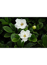 Cây Lài Tiểu Thư hoa thơm + tặng phân bón cho cây