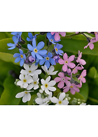 Hạt giống Hoa Lưu Ly nhiều màu VTS188