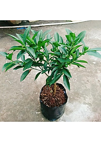 Cây Hạnh Ngọt - cây tắc ngọt thái + tặng phân bón cho cây