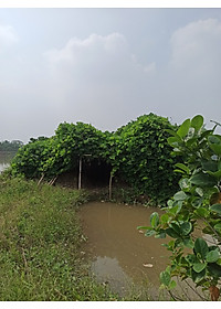 Bột sắn dây Ông Hòa 650gr