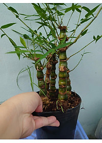 Cây Trúc Quan Âm - Trúc Phật Bà - Cây trúc đùi gà - cây tre đùi ếch