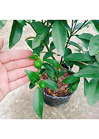 Cây Hạnh Ngọt - cây tắc ngọt thái + tặng phân bón cho cây