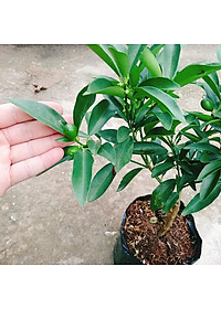 Cây Hạnh Ngọt - cây tắc ngọt thái + tặng phân bón cho cây