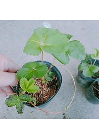 Cây dâu tây hana giống chịu nhiệt quả to siêu ngọt - cây ăn quả + tặng phân bón