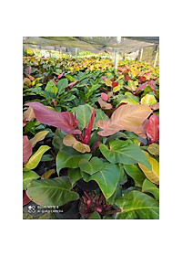 Trầu bà đế vương (đỏ) - cây cảnh để trong nhà + Tặng phân bón cho cây mau lớn