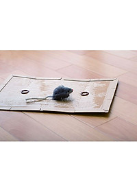 Miếng Dán Bẫy Chuột Bằng Keo Siêu Dính Hiệu Quả Và An Toàn