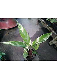 Cây Chuối Thiên Điểu - Chuối Cẩm Thạch (loại siêu bông) - cây cảnh để trong nhà + tặng phân bón cho cây