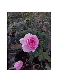 product-img-2