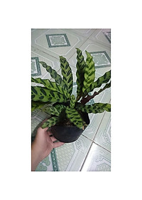 Cây Đuôi Phụng - cây cảnh để bàn