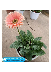 Cây Hoa Đồng Tiền - Cây Cúc Đồng Tiền - cây cảnh vườn + Tặng phân bón cho cây