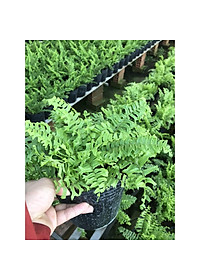 Cây Dương Xỉ Thái - Cây cảnh để trong nhà + Tặng phân bón cho cây