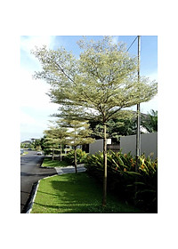 Cây Bàng Đài Loan - cây cảnh vườn + tặng phân bón cho cây