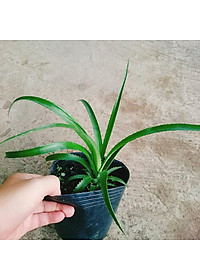Cây dứa kiểng - cây thơm baby + tặng phân bón