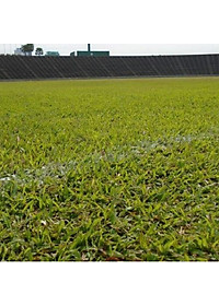 Combo 2 gói Hạt giống cỏ lá Gừng (cỏ lá Tre) -Gói 200 Hạt/tặng kèm gói phân bón lót