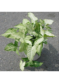 Cây Trầu Bà Trắng - cây cảnh mini để bàn + tặng phân bón cho cây