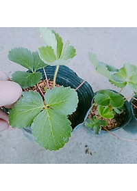 Cây dâu tây hana giống chịu nhiệt quả to siêu ngọt - cây ăn quả + tặng phân bón