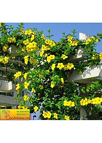 Cây Huỳnh Anh Vàng - cây cảnh vườn + Tặng phân bón cho cây mau lớn
