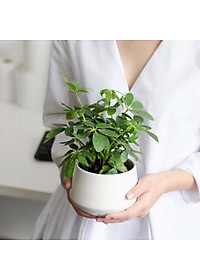 Cây Ngũ Gia Bì - Cây Đuổi Muỗi - cây cảnh để bàn