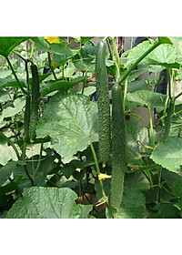 Hạt giống Dưa leo Nhật F1 quả to dài VTP112