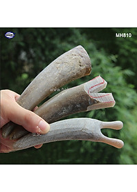 Mát xa kích thích tuyến nước mắt, mũi, điểm huyệt giúp lưu thông máu (MH810) Dụng cụ sừng hình thân trúc