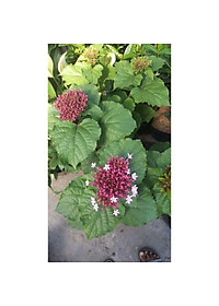 Cây trang thơm - cây cảnh để trong nhà + tặng phân bón cho cây