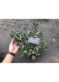 Cây BÀNG CẨM THẠCH - Bàng Trái Tim Mini để bàn