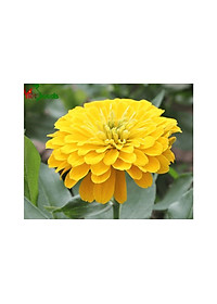 Hạt Giống Hoa Cúc Lá Nhám Vàng Chanh Gói 1gram Sen Vàng