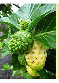 Đặc Sản Kon Tum - Quả nhàu khô tăng cường sức khỏe - Bịch 1kg - OCOP 3 Sao