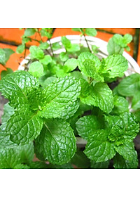 Hạt Giống Húng Lủi ( Húng Bạc Hà ) Rado 931