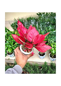 Cây vạn lộc đỏ thủy sinh (hồng lộc đỏ)