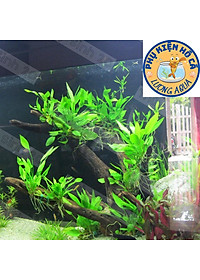 Cây thủy sinh Lan nước,bách thủy tiên,Không Co2, dễ trồng,phụ kiện trang trí hồ cá cảnh,thủy sinh, hòn non bộ,phần 1 cây