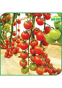 Hạt giống Cà Chua Cherry Đỏ Lai F1 Sinh Trưởng Vô Hạn, Trồng Quanh Năm (gói 0,1 gram) - Hạt Giống Rạng Đông
