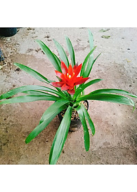 Cây phong lộc - cây cảnh để bàn + tặng phân bón cho cây