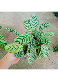 Cây Đuôi Công - cây cảnh để bàn + Tặng phân bón cho cây