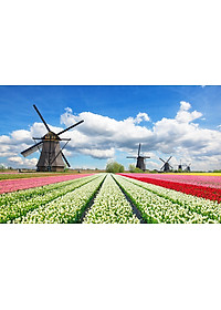 Bộ tranh xếp hình cao cấp 1000 mảnh ghép – Vườn Hoa Tulip (50x79cm)