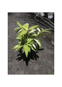 product-img-8