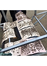 3 cái keo dính ruồi - Loại lớn không độc hại