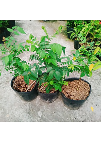 Cây Khế Ngọt - cây ăn quả + tặng phân bón cho cây