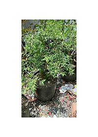 product-img-6